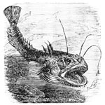 Angler-fish