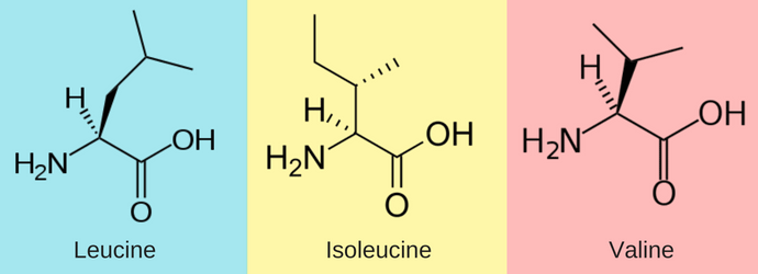 Branched Chain Amino Acids