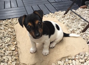 Victor, Jack Russell Terrier puppy