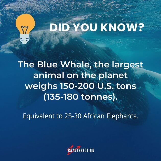 The Blue Whale, the largest animal on the planet weighs 150-200 U.S. tons (135-180 tonnes).