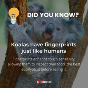 Koalas have fingerprints just like humans