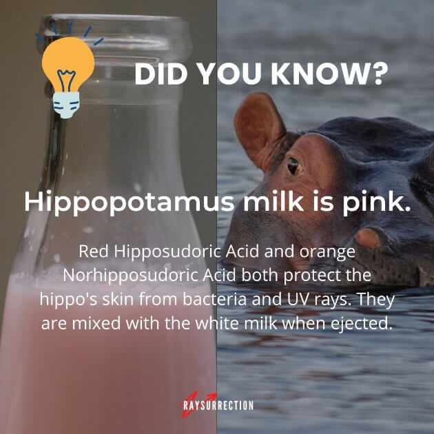 Hippopotamus milk is pink.